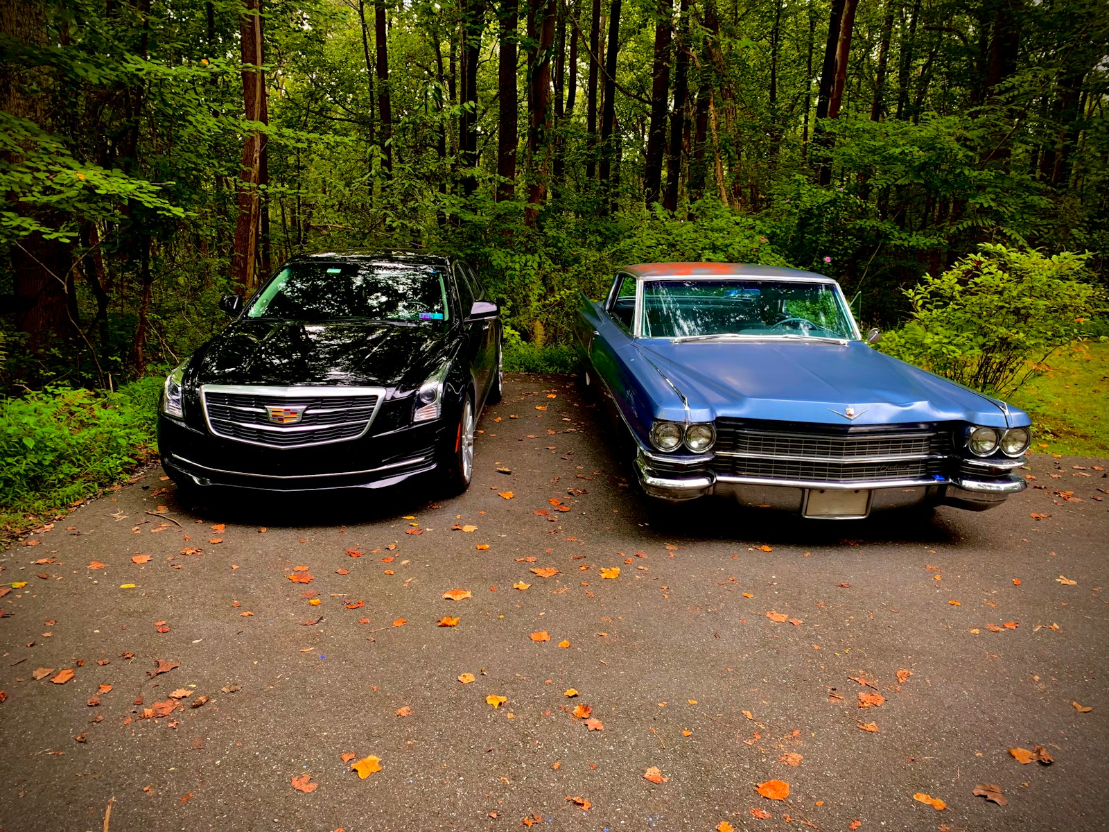 blue car parked on forest during daytime