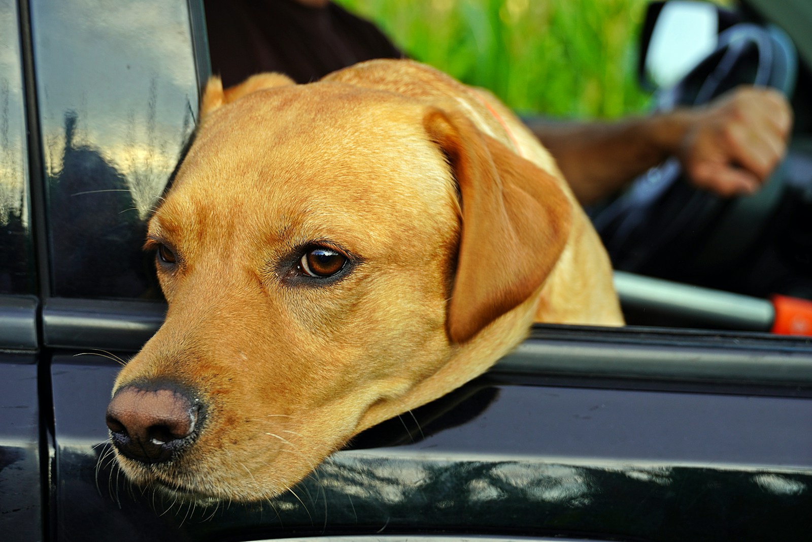 Drivers Warned That Traveling With Pets Could Lead to Costly Repairs