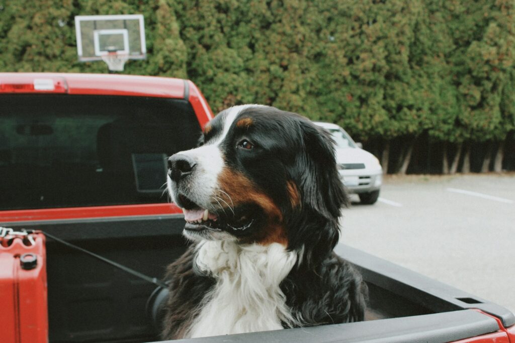 Bernese mountain dog in the back of a pickup truck