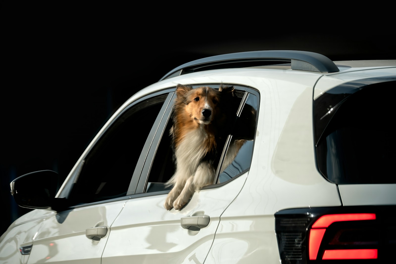 Drivers Warned That Traveling With Pets Could Lead to Costly Repairs