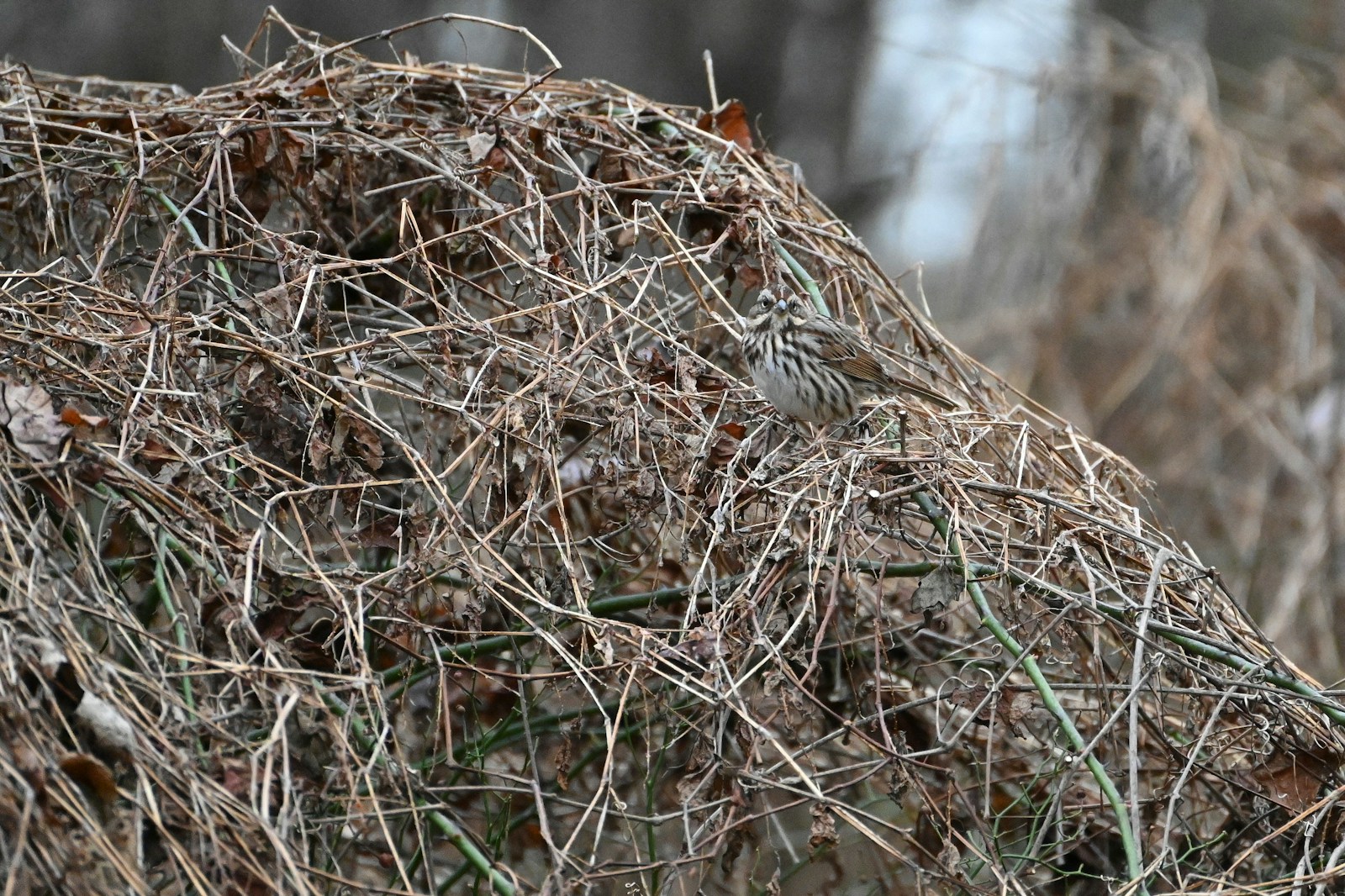 Mechanic Found 14 Pounds of Mouse Nest Inside a Customer’s Cabin Air System and the Owner’s Response Was “So That’s Why My Wife Won’t Ride With Me Anymore”