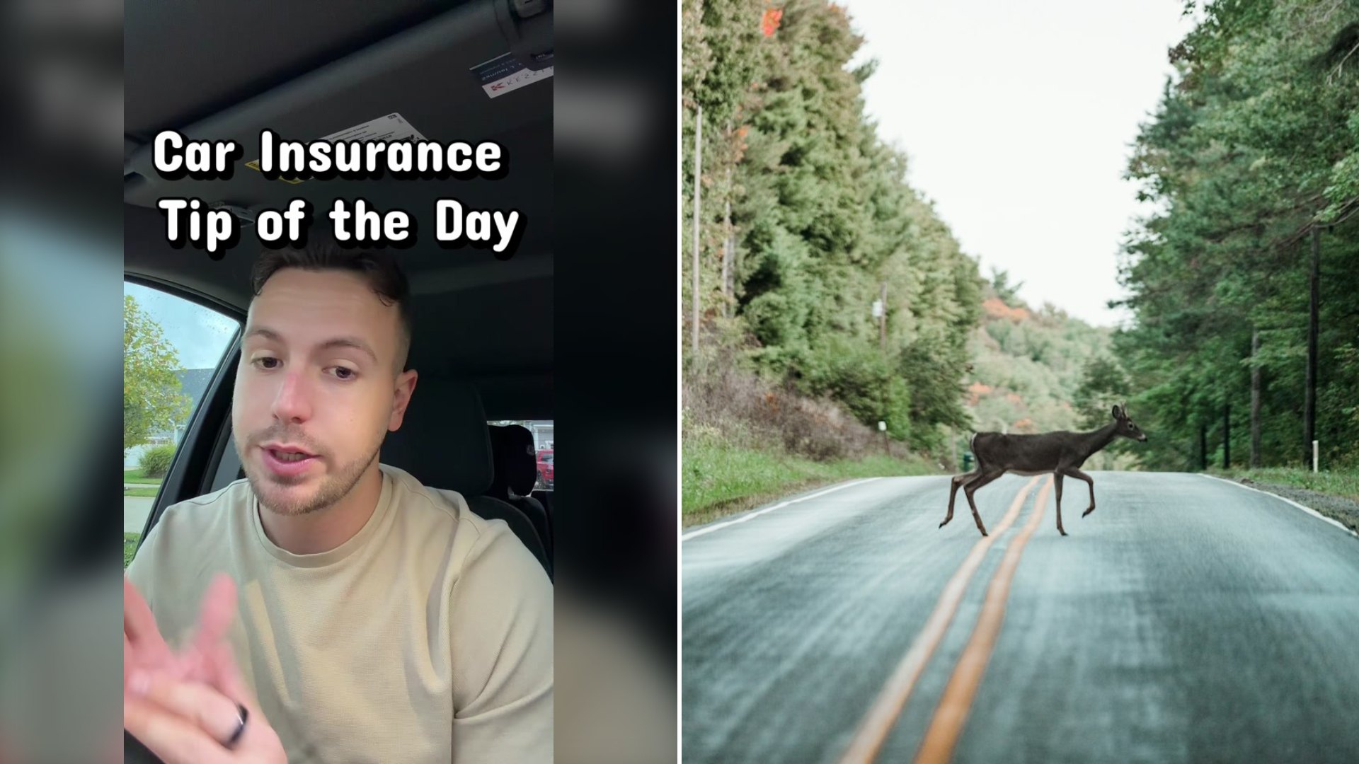 Insurance Agent Says When a Deer Jumps in Front of Your Car You Should Hit It Because Swerving Could Cost You Far More